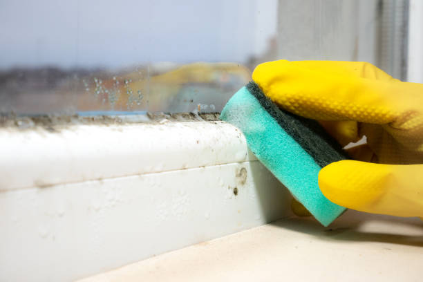 Best Kitchen Mold Remediation in Cresson, PA