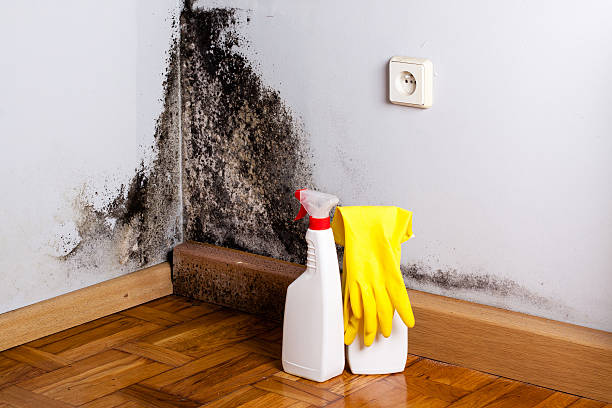 Best DIY Mold Remediation Support Services in Cresson, PA