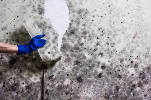 Best Insurance-Related Mold Remediation in Cresson, PA